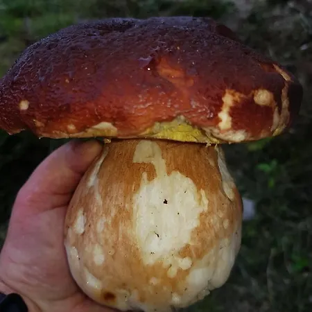 Chez Nave Au Pied Du Meygal Boussoulet